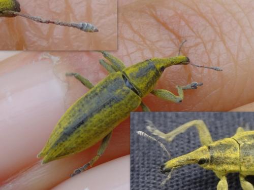 Réf. 180 902 : Lixus iridis